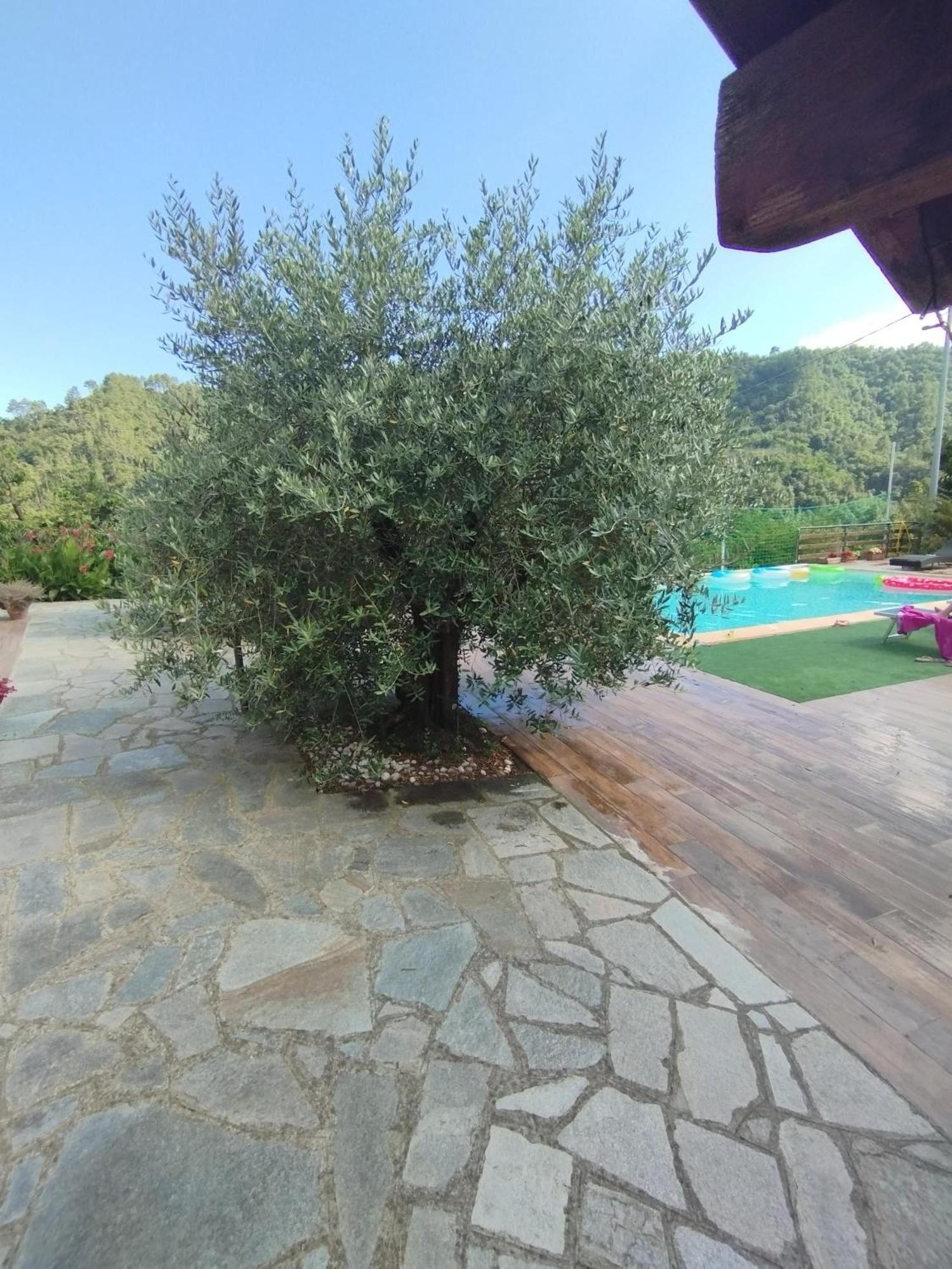 Villa Degli Ulivi Tivegna Exteriér fotografie
